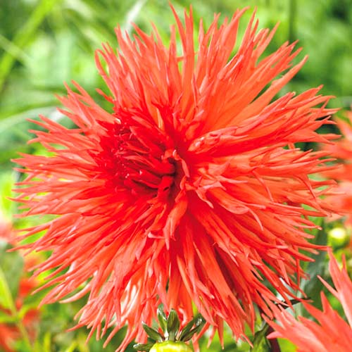 Далия Mel's Orange Marmalade изображение 1 артикул 70374