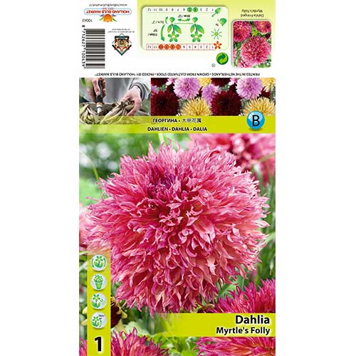 Далия Myrtle’s Folly изображение 1 артикул 70482