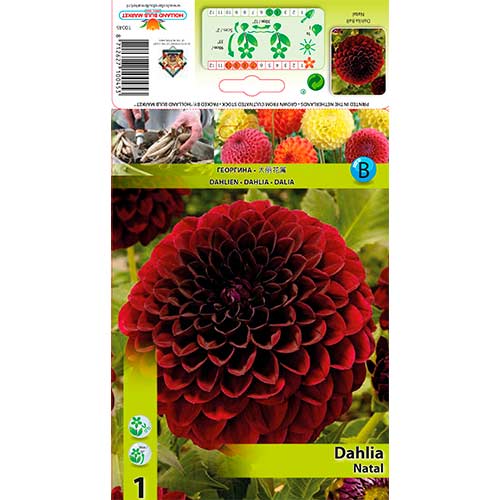 Далия Natal изображение 1 артикул 76568