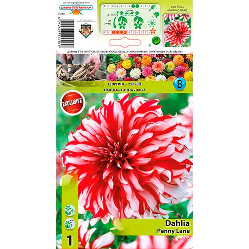 Далия Penny Lane изображение 1 артикул 76217