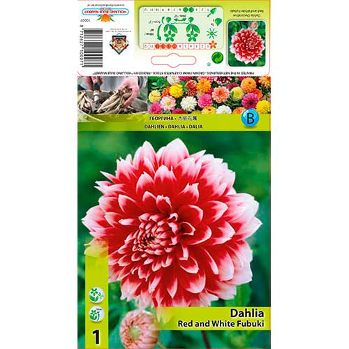 Далия Red and White Fubuki изображение 1 артикул 76220