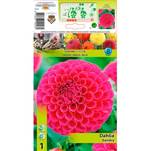 Далия Sandra изображение 1 артикул 76576