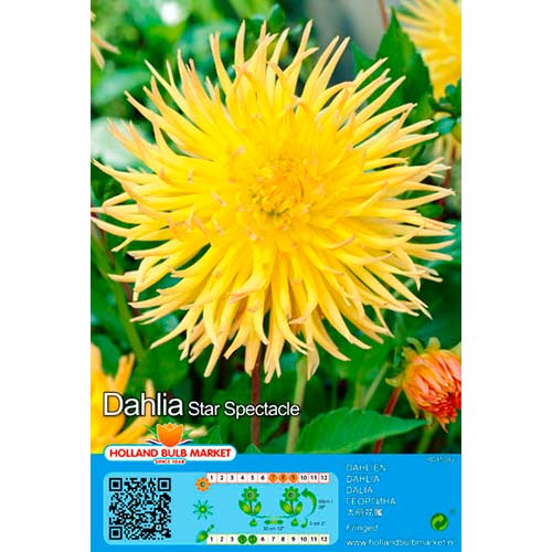 Далия Star Spectacle изображение 1 артикул 76428