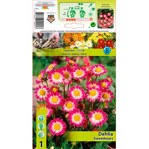 Далия Sweetheart изображение 1 артикул 76577