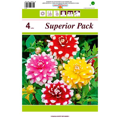 Далия White Top Mixed изображение 1 артикул 76431