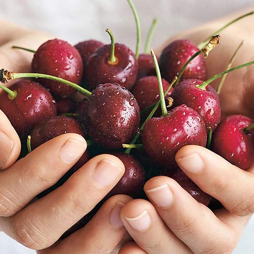 Cireș Reggina, С2 imagine 1 articol 4280