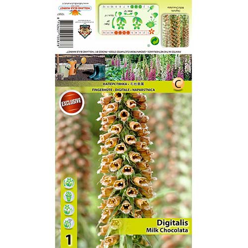 Degețel (Digitalis) Milk Chocolate imagine 1 articol 70385