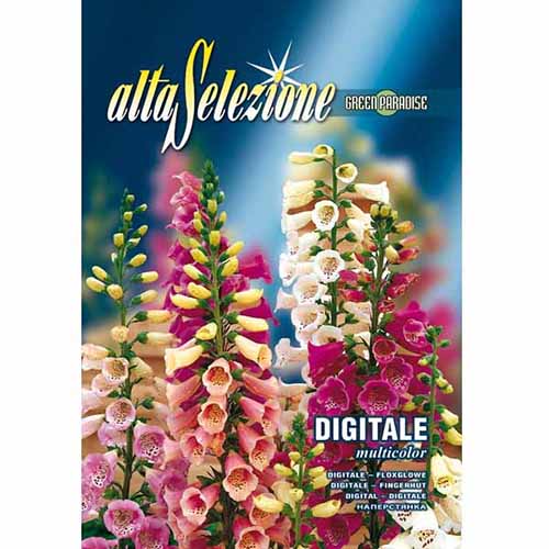 Degețel (Digitalis) mix multicolor imagine 1 articol 96333