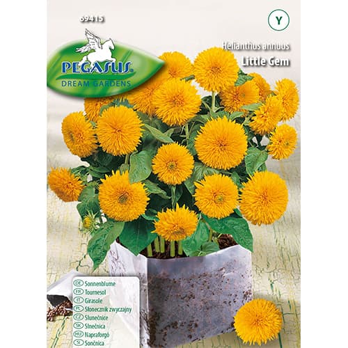 Декоративен слънчоглед Little Gem изображение 1 артикул 96578