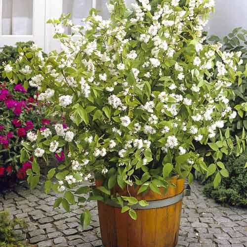 Deutzia Pride of Rochester, C2 imagine 1 articol 8215