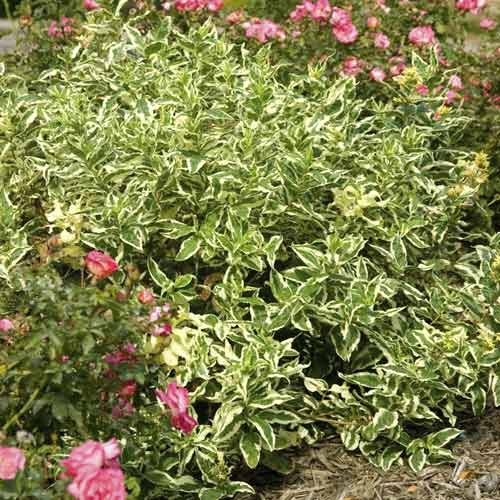 Diervilla sessilifolia Cool Splash ® PBR, C3 imagine 1 articol 8526