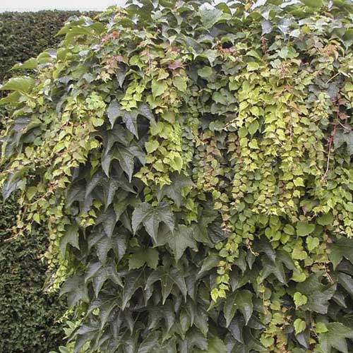 Parthenocissus tricuspidata Green Spring, С2 изображение 1 артикул 8235