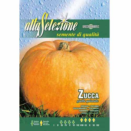 Dovleac Gialla Quintale imagine 1 articol 96377