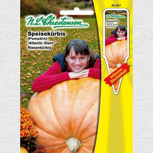 Dovleac gigant Atlantic Giant (Chrestensen) imagine 1 articol 69192