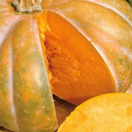 Dovleac Muscade de Provence imagine 2 articol 69463