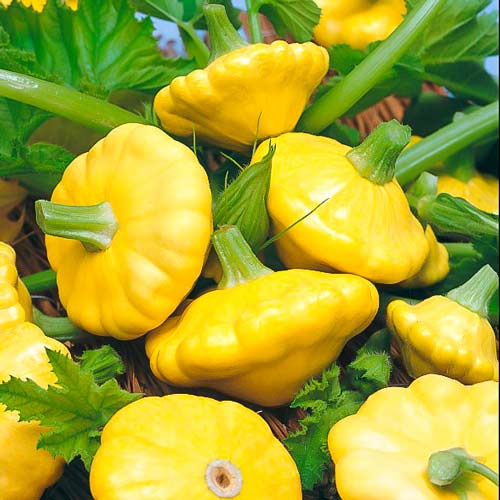 Dovlecel (patison) Toscana imagine 1 articol 66660