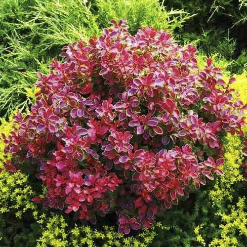 Dracila japoneză Coral PBR, C2 imagine 1 articol 8506