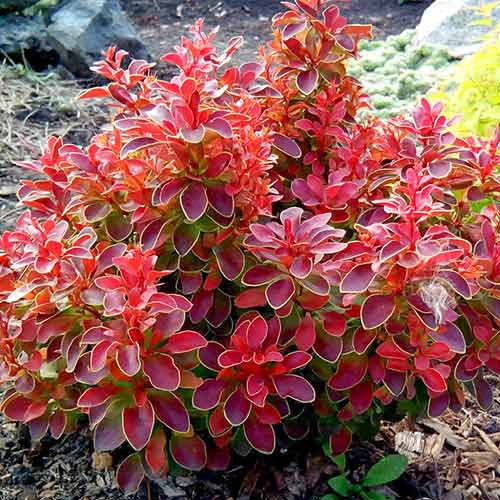 Dracila japoneză Coronita imagine 1 articol 4405