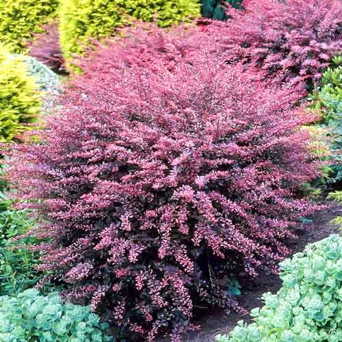 Dracila japoneză Flamingo imagine 1 articol 9511