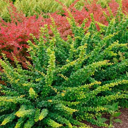 Dracila japoneză Green Ornament imagine 1 articol 4408