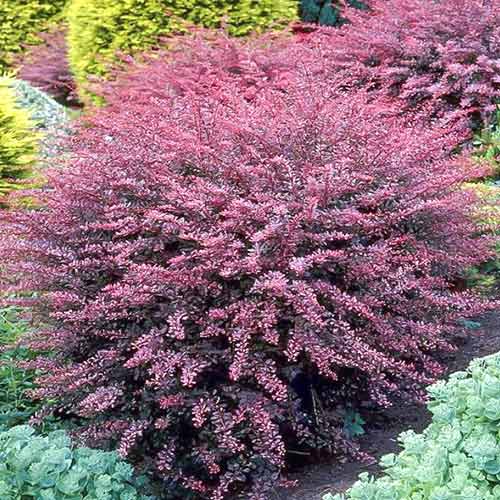 Dracila japoneză Rose Glow imagine 1 articol 4411