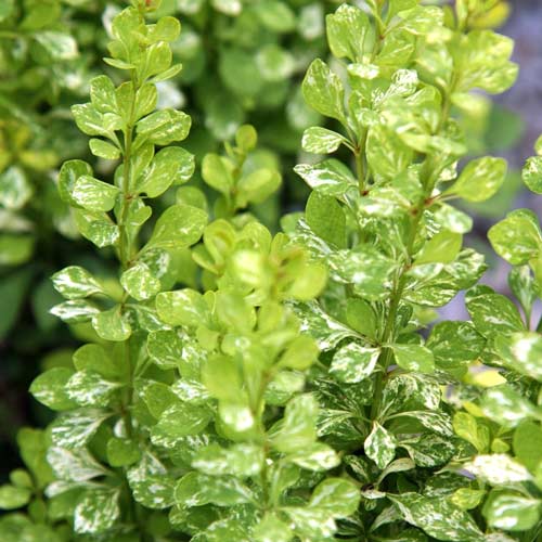 Dracila japoneză Silver Beauty imagine 2 articol 9509