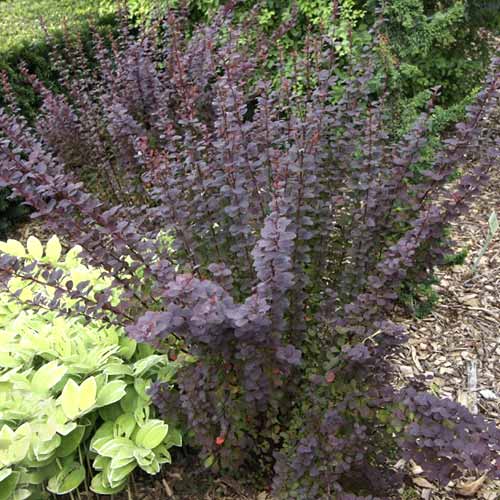 Dracila japoneză Summer Chocolate PBR, C2 imagine 1 articol 8508