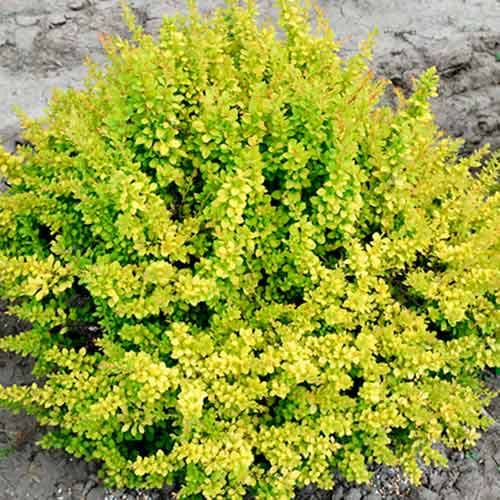 Dracila japoneză Sunsation imagine 1 articol 4709