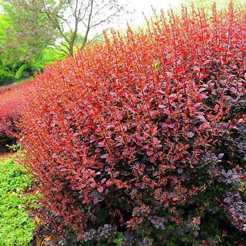 Dracila Superba imagine 1 articol 9503