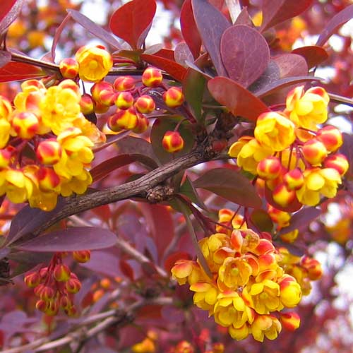 Dracila Superba imagine 2 articol 9503