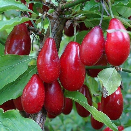 Дрян обикновен Jolico изображение 1 артикул 4698