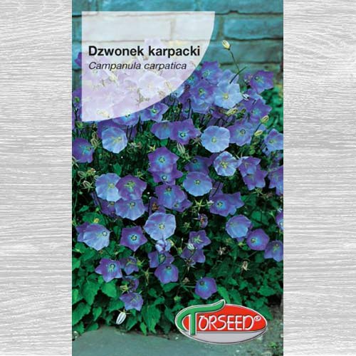 Dzwonek karpacki niebieski interface.image 1 interface.art 77529