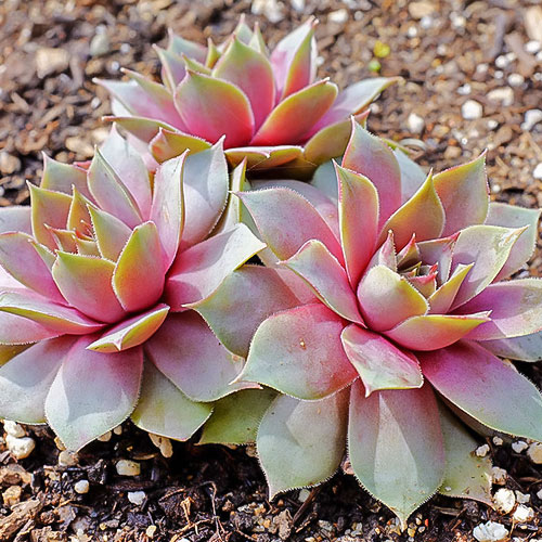 Sempervivum (Urechelniță) Julia imagine 1 articol 01379