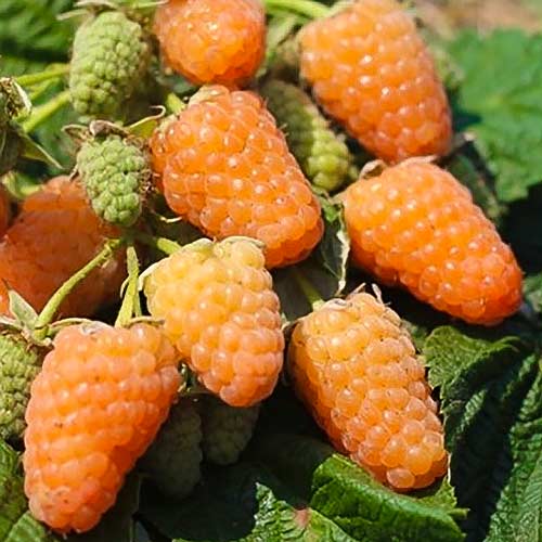 Малина Orange изображение 1 артикул 7542