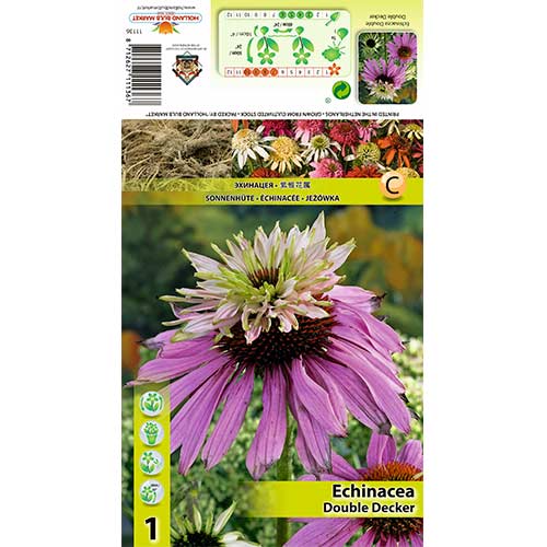 Echinacea Double Decker imagine 1 articol 70386