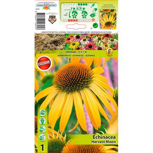 Echinacea Harvest Moon imagine 1 articol 76626
