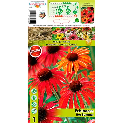 Echinacea Hot Summer imagine 1 articol 76627