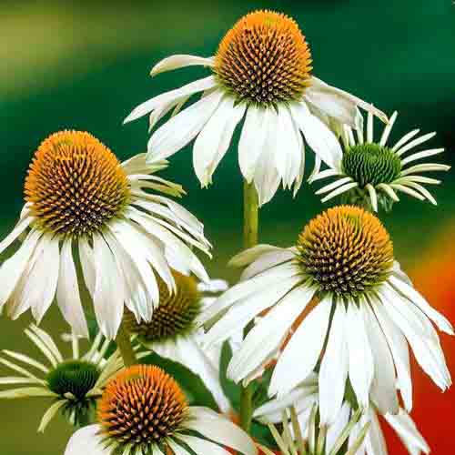 Echinacea purpurea Alba imagine 1 articol 01428