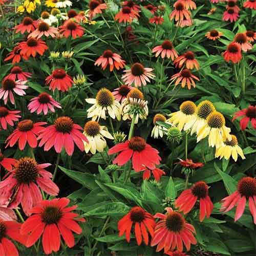 Echinacea purpurea Cheyenne Spirit imagine 1 articol 01431