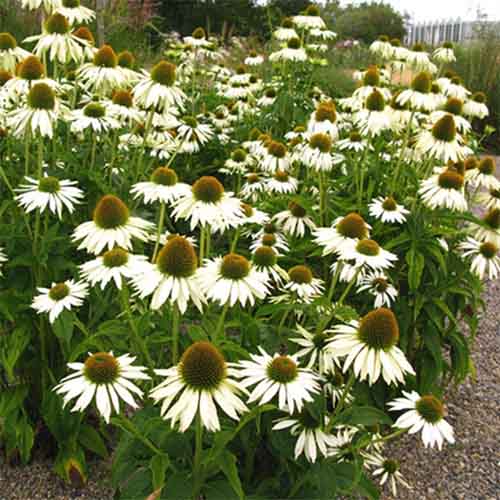 Echinacea purpurea White Swan imagine 1 articol 01430