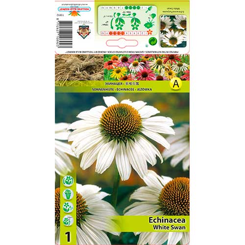 Echinacea White Swan imagine 1 articol 76624