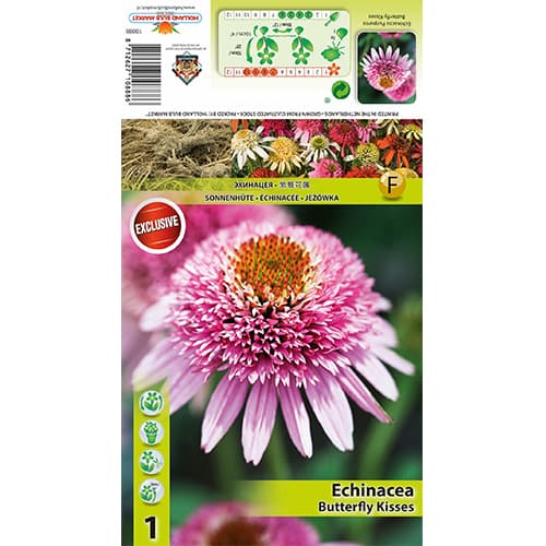 Ехинацея Butterfly Kisses изображение 1 артикул 77833