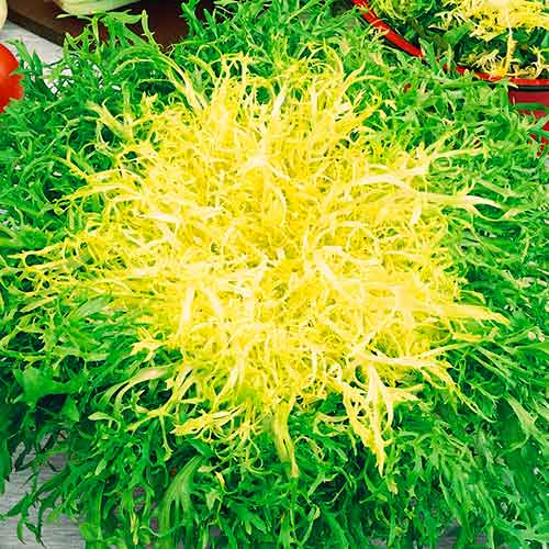 Ендивия Avantgarde изображение 1 артикул 96611