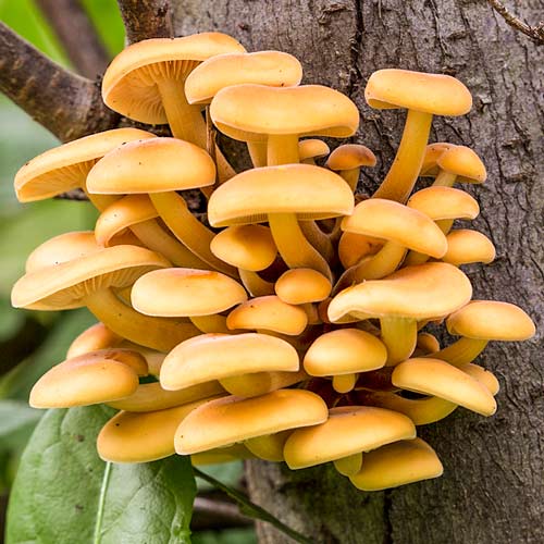 Enoki (Gheba de iarnă) imagine 2 articol 9736