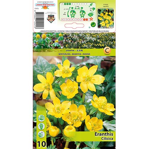 Ерантис Cilicica изображение 1 артикул 70313