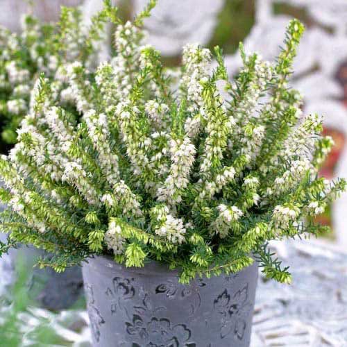 Erica White Perfection imagine 1 articol 76691