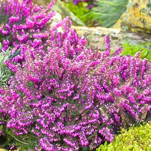 Ерика Kramer's Rote изображение 1 артикул 76690