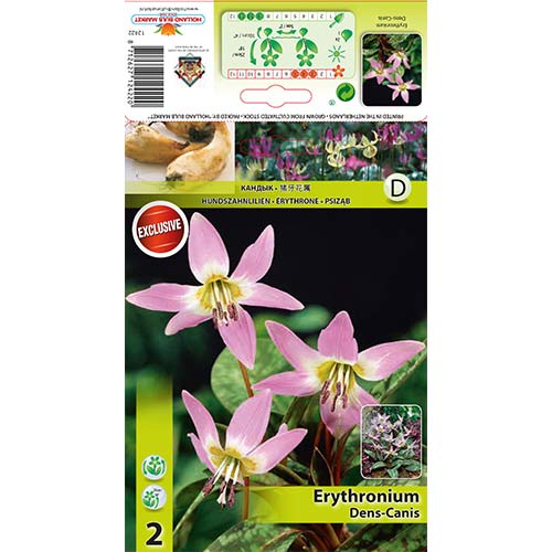 Erythronium Dens Canis imagine 1 articol 67891