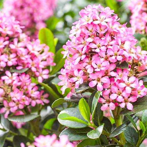 Escallonia Glowing Embers imagine 1 articol 3943