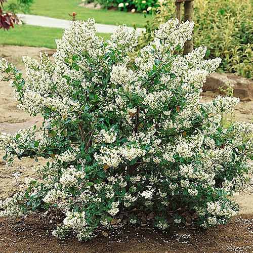 Escallonia Iveyi imagine 1 articol 3944